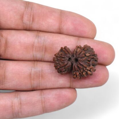 Gauri-Shankar-Rudraksha-Nepal-28-Hand