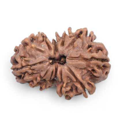 Gauri-Shankar-Rudraksha-Nepal-29