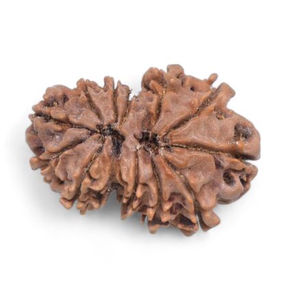 Gauri-Shankar-Rudraksha-Nepal-29-Back