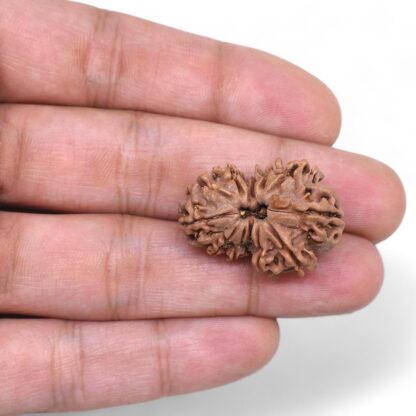 Gauri-Shankar-Rudraksha-Nepal-29-Hand