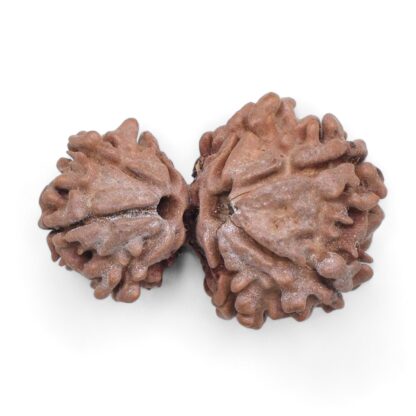 Gauri-Shankar-Rudraksha-Nepal-30