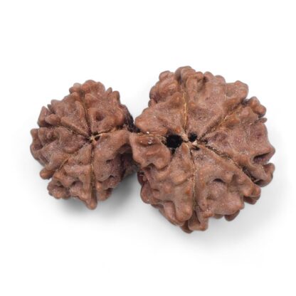 Gauri-Shankar-Rudraksha-Nepal-30-Back