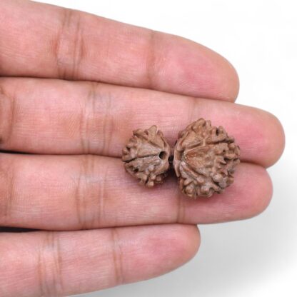 Gauri-Shankar-Rudraksha-Nepal-30-Hand