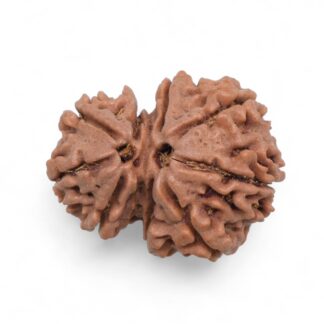 Gauri-Shankar-Rudraksha-Nepal-31