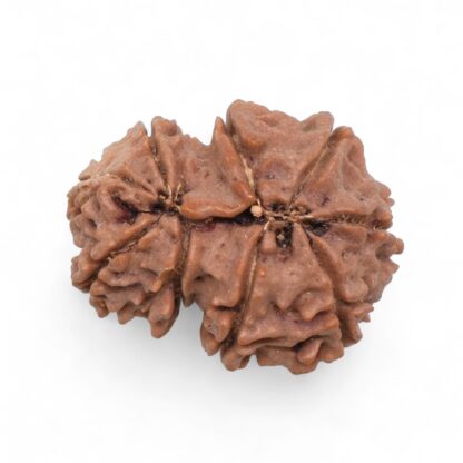 Gauri-Shankar-Rudraksha-Nepal-31-Back