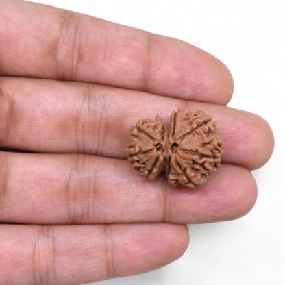 Gauri-Shankar-Rudraksha-Nepal-31-Hand