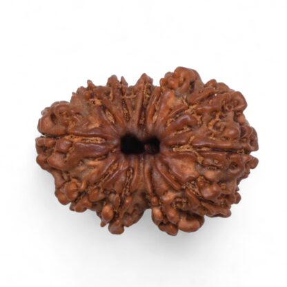 Gauri-Shankar-Rudraksha-Nepal-33