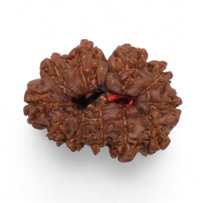 Gauri-Shankar-Rudraksha-Nepal-33-Back