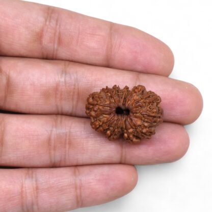 Gauri-Shankar-Rudraksha-Nepal-33-Hand