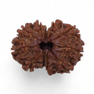 Gauri-Shankar-Rudraksha-Nepal-34