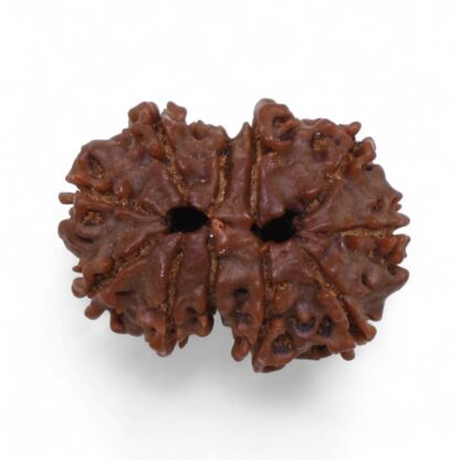 Gauri-Shankar-Rudraksha-Nepal-34-Back