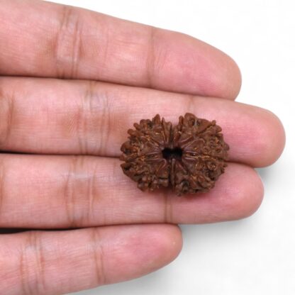 Gauri-Shankar-Rudraksha-Nepal-34-Hand