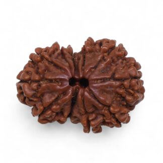 Gauri-Shankar-Rudraksha-Nepal-36