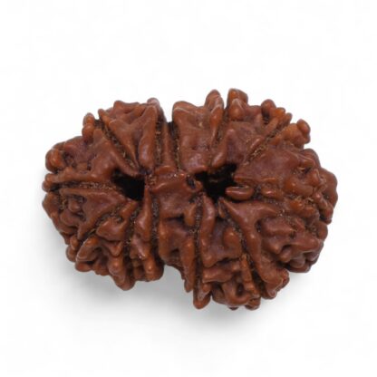 Gauri-Shankar-Rudraksha-Nepal-36-Back