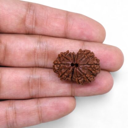 Gauri-Shankar-Rudraksha-Nepal-36-Hand