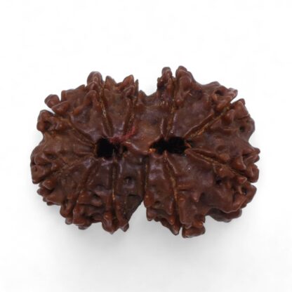 Gauri-Shankar-Rudraksha-Nepal-37-Back