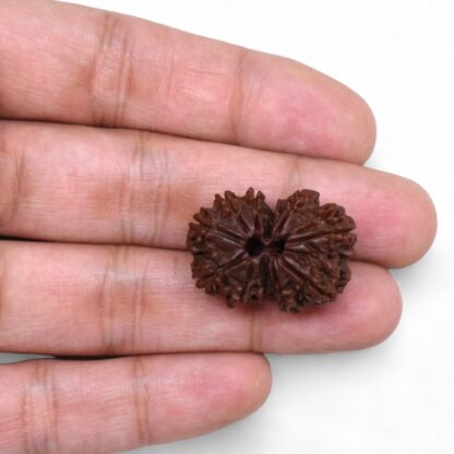 Gauri-Shankar-Rudraksha-Nepal-37-Hand