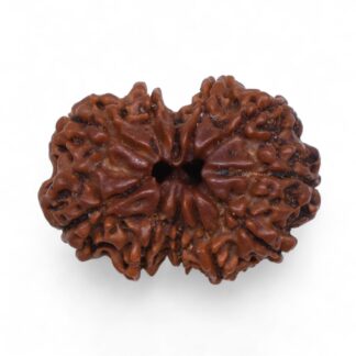 Gauri-Shankar-Rudraksha-Nepal-38