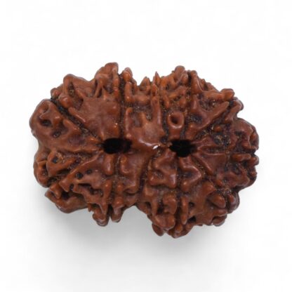 Gauri-Shankar-Rudraksha-Nepal-38-Back