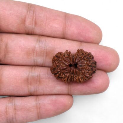 Gauri-Shankar-Rudraksha-Nepal-38-Hand