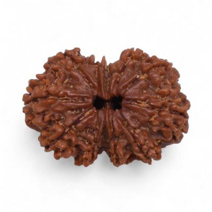 Gauri-Shankar-Rudraksha-Nepal-39