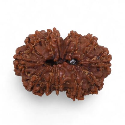 Gauri-Shankar-Rudraksha-Nepal-39-Back