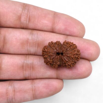 Gauri-Shankar-Rudraksha-Nepal-39-Hand