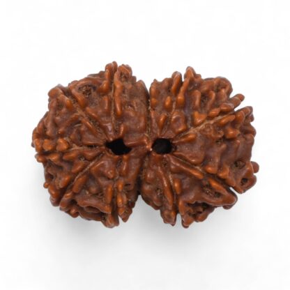 Gauri-Shankar-Rudraksha-Nepal-40-Back