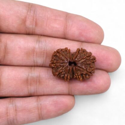 Gauri-Shankar-Rudraksha-Nepal-40-Hand