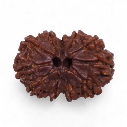 Gauri-Shankar-Rudraksha-Nepal-41