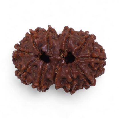 Gauri-Shankar-Rudraksha-Nepal-41-Back