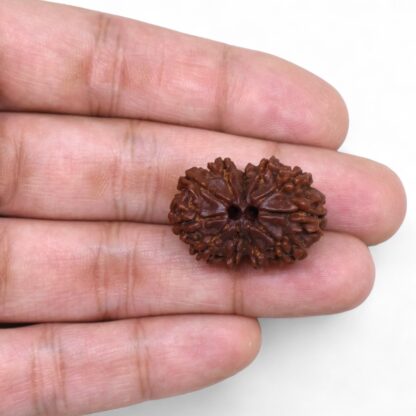 Gauri-Shankar-Rudraksha-Nepal-41-Hand