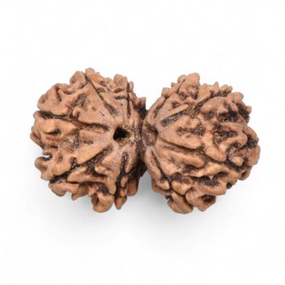 Gauri-Shankar-Rudraksha-Nepal-44