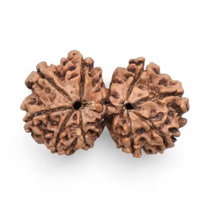 Gauri-Shankar-Rudraksha-Nepal-44-Back