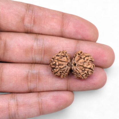 Gauri-Shankar-Rudraksha-Nepal-44-Hand