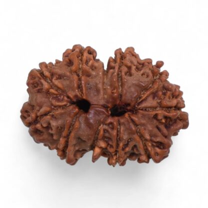 Gauri-Shankar-Rudraksha-Nepal-45-Back