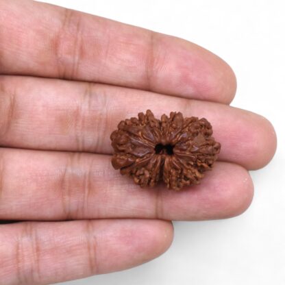 Gauri-Shankar-Rudraksha-Nepal-45-Hand