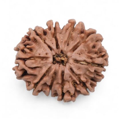 10-Mukhi-Rudraksha-Nepal-33