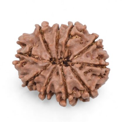 10-Mukhi-Rudraksha-Nepal-33-Back