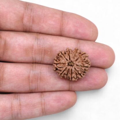 10-Mukhi-Rudraksha-Nepal-33-Hand