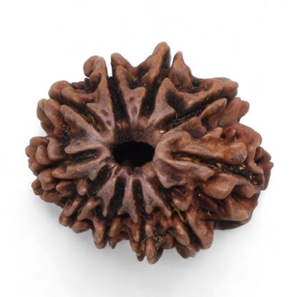 10-Mukhi-Rudraksha-Nepal-34