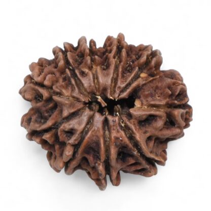 10-Mukhi-Rudraksha-Nepal-34-Back