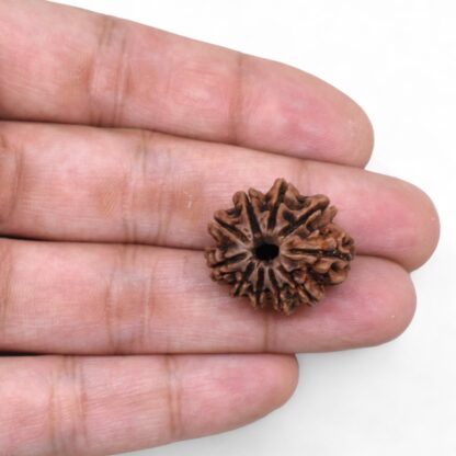 10-Mukhi-Rudraksha-Nepal-34-Hand