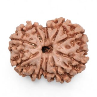 10-Mukhi-Rudraksha-Nepal-37