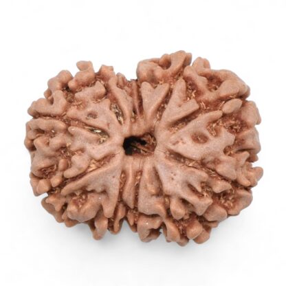 10-Mukhi-Rudraksha-Nepal-37