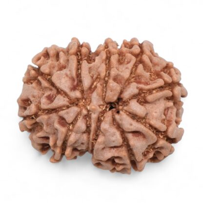 10-Mukhi-Rudraksha-Nepal-37-Back