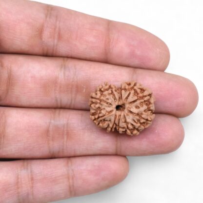 10-Mukhi-Rudraksha-Nepal-37-Hand