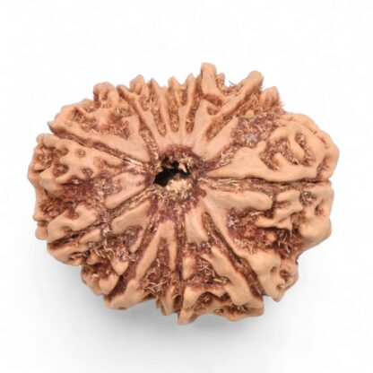 11-Mukhi-Rudraksha-Nepal-36