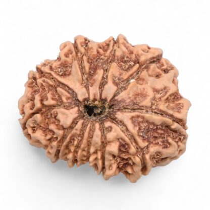 11-Mukhi-Rudraksha-Nepal-36-Back