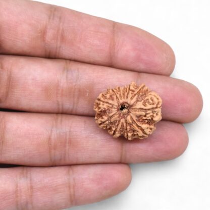 11-Mukhi-Rudraksha-Nepal-36-Hand